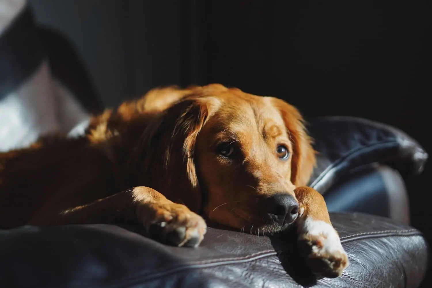 How to Train a Dog to Stay Home Alone: Expert Tips for Success