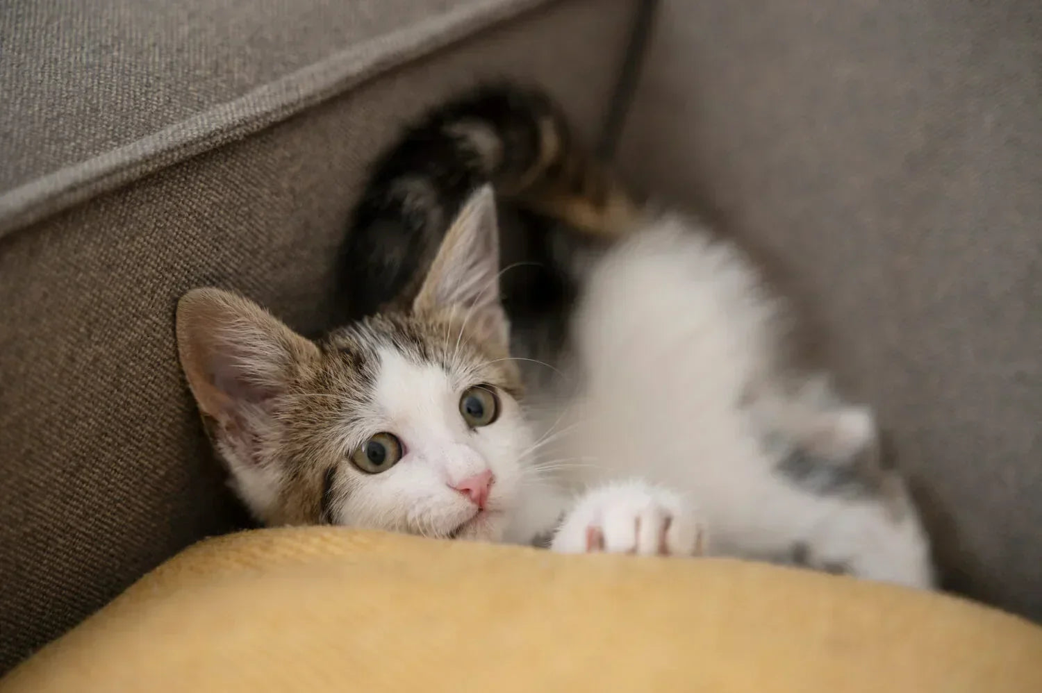 Pet-Friendly Automation: Smart Sensors for Dog and Cat Owners